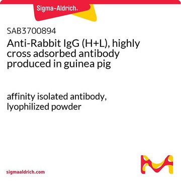 Anti-Rabbit IgG (H+L), highly cross adsorbed antibody produced in guinea pig affinity isolated antibody, lyophilized powder