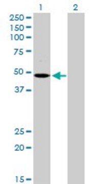 Anti-MCHR1 antibody produced in rabbit purified immunoglobulin, buffered aqueous solution