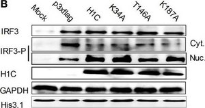 Anti-phospho-IRF-3 (Ser396) Antibody from rabbit, purified by affinity chromatography