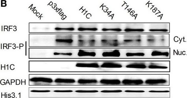 Anti-phospho-IRF-3 (Ser396) Antibody from rabbit, purified by affinity chromatography