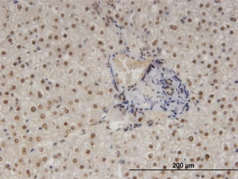 Monoclonal Anti-NFIB antibody produced in mouse clone 2D6, purified immunoglobulin, buffered aqueous solution