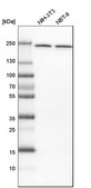 Anti-NUP205 antibody produced in rabbit Prestige Antibodies® Powered by Atlas Antibodies, affinity isolated antibody, buffered aqueous glycerol solution