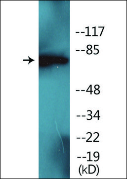 Anti-phospho-PKC &#948; (pTyr52) antibody produced in rabbit affinity isolated antibody