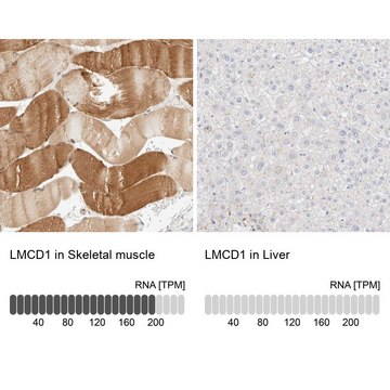 Anti-LMCD1 antibody produced in rabbit Prestige Antibodies&#174; Powered by Atlas Antibodies, affinity isolated antibody, buffered aqueous glycerol solution