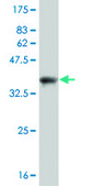 ANTI-PUM2 antibody produced in mouse clone 3E6, purified immunoglobulin, buffered aqueous solution