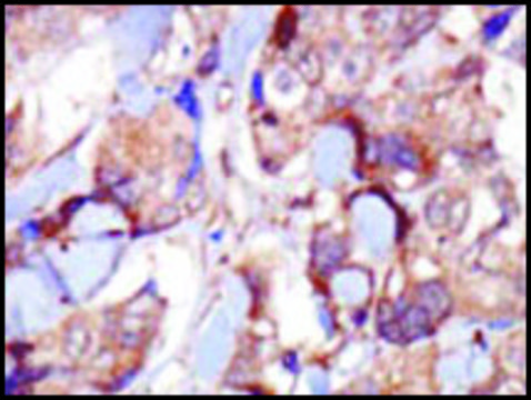 Anti-MLCK (N-term) antibody produced in rabbit IgG fraction of antiserum, buffered aqueous solution