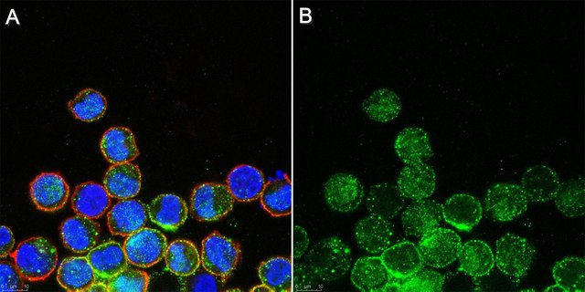 Anti-PIP2 Antibody, clone KT10