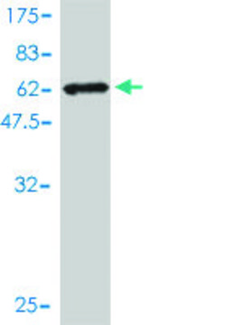 Monoclonal Anti-AKR7A2 antibody produced in mouse clone 2A6, purified immunoglobulin, buffered aqueous solution