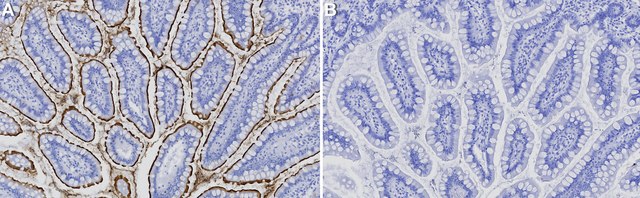 Anti-SGLT-1 Antibody, clone 1K16 ZooMAb&#174; Rabbit Monoclonal recombinant, expressed in HEK 293 cells