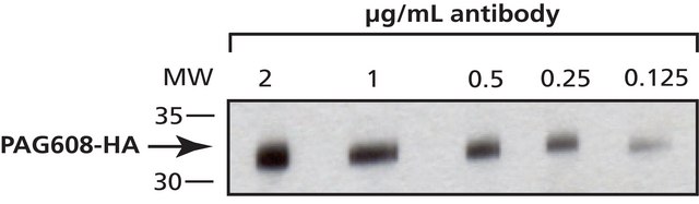 Anti-HA antibody, Mouse monoclonal clone HA-7, purified from hybridoma cell culture