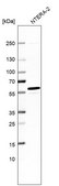 Anti-MCRS1 antibody produced in rabbit Prestige Antibodies® Powered by Atlas Antibodies, affinity isolated antibody, buffered aqueous glycerol solution