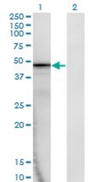 Monoclonal Anti-AMBP, (C-terminal) antibody produced in mouse clone 1F7, purified immunoglobulin, buffered aqueous solution