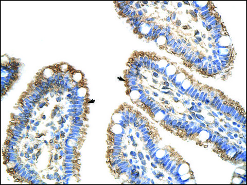 Anti-FZD9 antibody produced in rabbit IgG fraction of antiserum