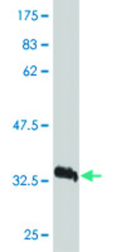 Monoclonal Anti-VEGFB antibody produced in mouse clone 4H5, purified immunoglobulin, buffered aqueous solution