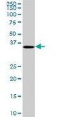 Monoclonal Anti-CDX4 antibody produced in mouse clone 1G12, purified immunoglobulin, buffered aqueous solution