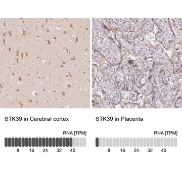 Anti-STK39 antibody produced in rabbit Prestige Antibodies&#174; Powered by Atlas Antibodies, affinity isolated antibody, buffered aqueous glycerol solution