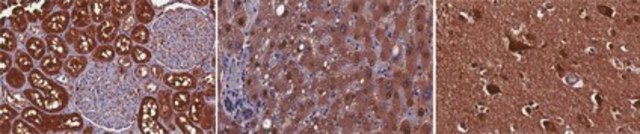 Anti-NQO2 Antibody, clone 4A4.1 clone 4A4.1, from mouse