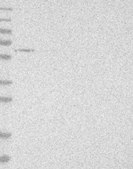 Anti-TRAF4 antibody produced in rabbit Prestige Antibodies® Powered by Atlas Antibodies, affinity isolated antibody, buffered aqueous glycerol solution