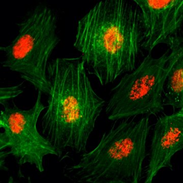 Anti-Histone H3 pan antibody, Rabbit monoclonal recombinant, expressed in HEK 293 cells, clone RM188, purified immunoglobulin