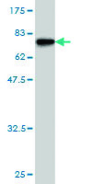 Monoclonal Anti-BMP7 antibody produced in mouse clone 2D6, purified immunoglobulin, buffered aqueous solution