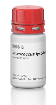 Micrococcus lysodeikticus ATCC No. 4698 lyophilized cells