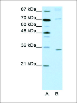 Anti-ATOH8 antibody produced in rabbit IgG fraction of antiserum