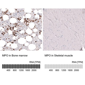 Monoclonal Anti-Mpo Antibody Produced In Mouse Prestige Antibodies&#174; Powered by Atlas Antibodies, clone CL14991, affinity isolated antibody, buffered aqueous glycerol solution