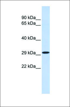 Anti-KLF14 antibody produced in rabbit affinity isolated antibody