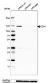 Monoclonal Anti-CDH1 antibody produced in mouse Prestige Antibodies® Powered by Atlas Antibodies, clone CL1170, purified immunoglobulin, buffered aqueous glycerol solution