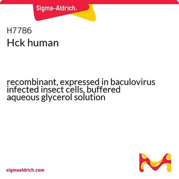 Hck human recombinant, expressed in baculovirus infected insect cells, buffered aqueous glycerol solution