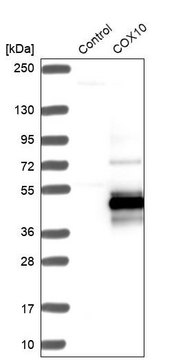 Anti-COX10 antibody produced in rabbit Prestige Antibodies&#174; Powered by Atlas Antibodies, affinity isolated antibody, buffered aqueous glycerol solution