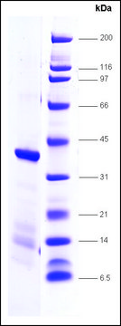 TFIIA-p55 human recombinant, expressed in E. coli, &#8805;80% (SDS-PAGE)