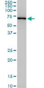 Monoclonal Anti-NEDD1, (C-terminal) antibody produced in mouse clone 3H7, purified immunoglobulin, buffered aqueous solution