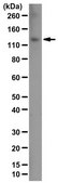 Anti-phospho-JAK1 (Tyr1022/1023) from rabbit, purified by affinity chromatography