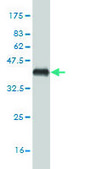 Monoclonal Anti-SGTA antibody produced in mouse clone 2E11, purified immunoglobulin, buffered aqueous solution