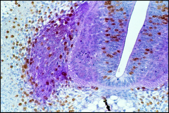 Monoclonal Anti-HNK-1/N-CAM (CD57) antibody produced in mouse clone VC1.1, ascites fluid, buffered aqueous solution