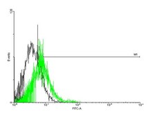 Anti-GPR151 antibody produced in mouse purified immunoglobulin, buffered aqueous solution