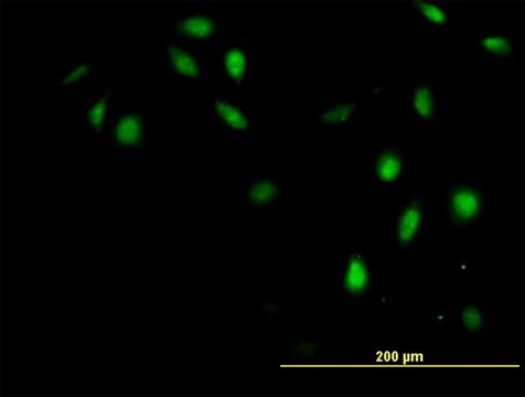 Anti-GTF2H4 antibody produced in mouse purified immunoglobulin, buffered aqueous solution