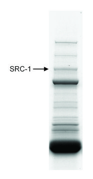 Rabbit anti-SRC1 Antibody, Affinity Purified Powered by Bethyl Laboratories, Inc.