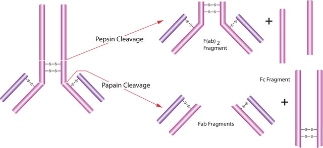 Pepsin from porcine gastric mucosa Suitable for manufacturing of diagnostic kits and reagents, lyophilized powder, &#8805;3200&#160;units/mg protein