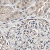 Anti-ZHX2 antibody produced in rabbit affinity isolated antibody, buffered aqueous glycerol solution