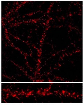 Anti-NMDAR2C Antibody, also recognizes NMDAR2A and 2B Chemicon&#174;, from rabbit