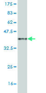 Monoclonal Anti-MAML2 antibody produced in mouse clone 4A1, purified immunoglobulin, buffered aqueous solution