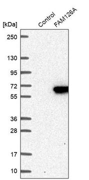 Anti-FAM126A antibody produced in rabbit Prestige Antibodies&#174; Powered by Atlas Antibodies, affinity isolated antibody, buffered aqueous glycerol solution