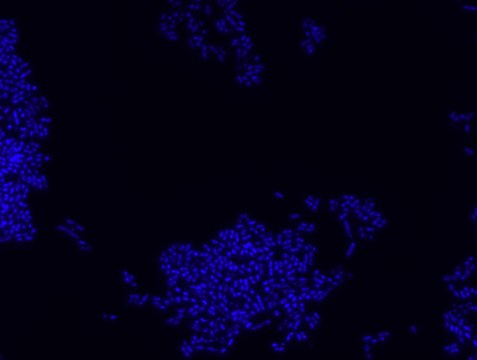 Bacterial negative control FISH probe - Cy3 Probe for fluorescence in situ hybridization (FISH),20 &#956;M in water