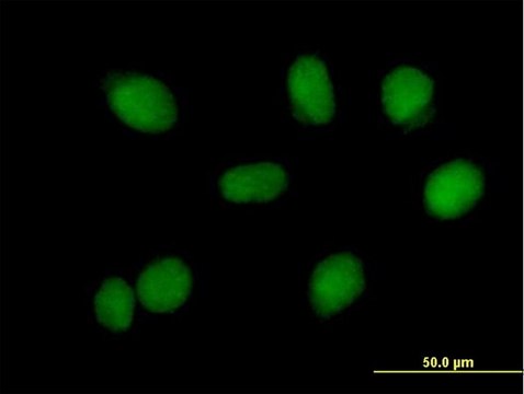 Anti-RMI1 antibody produced in mouse purified immunoglobulin, buffered aqueous solution