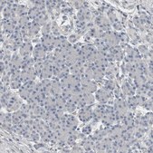 Anti-SH3GL2 antibody produced in rabbit Prestige Antibodies® Powered by Atlas Antibodies, affinity isolated antibody, buffered aqueous glycerol solution