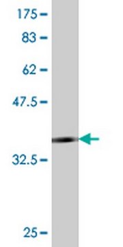 Anti-TLR4 Mouse mAb (1H7) liquid, clone 1H7, Calbiochem&#174;