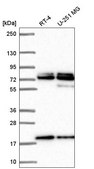 Anti-NUP85 antibody produced in rabbit Prestige Antibodies® Powered by Atlas Antibodies, affinity isolated antibody