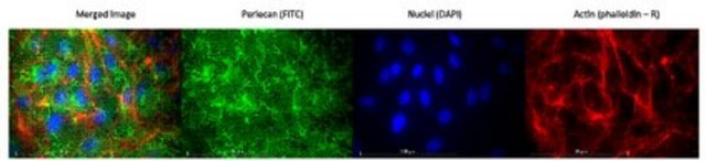 Anti-Heparan Sulfate Proteoglycan (Perlecan) Antibody, clone 5D7-2E4 clone 5D7-2E4, from mouse